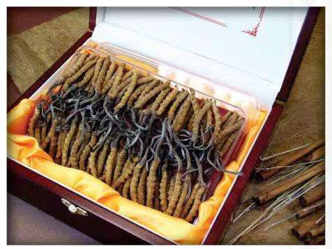 仁和冬虫夏草回收